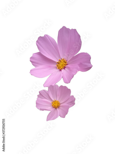 cosmos flower isolated on white © Jahir