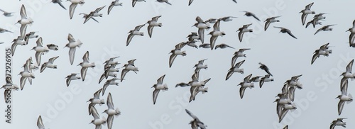 formation of birds in the sky