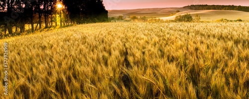 Colorful, Golden grain fields at sunrise in hill country with bold skies © Impassioned Images