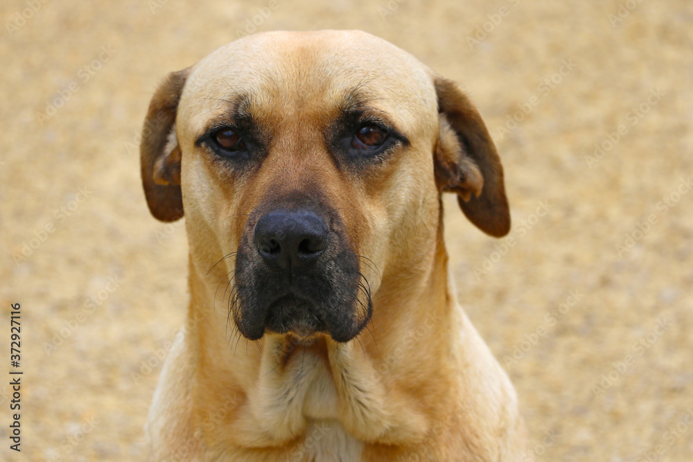 Beautiful labrador retriever close up. Sad eyes.