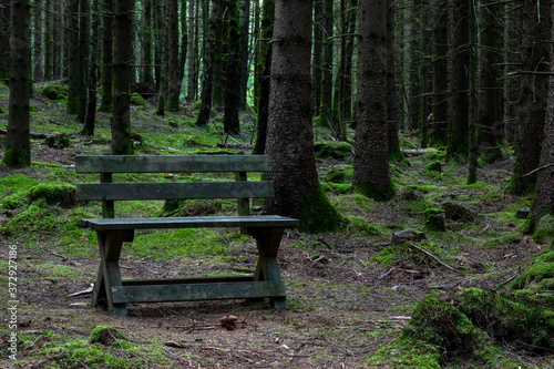 Bench in forest