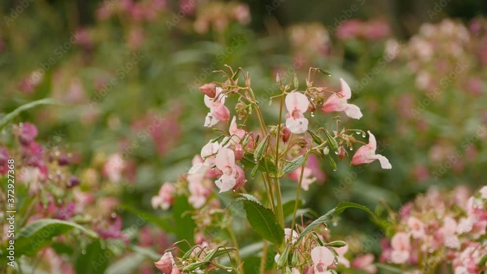 drops of dew on flowers of Himalayan balsam drops of dew on flowers of Himalayan balsam