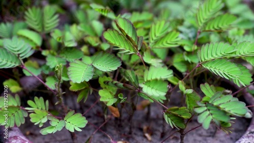 Wallpaper Mural Mimosa Pudica Shame Plant Torontodigital.ca