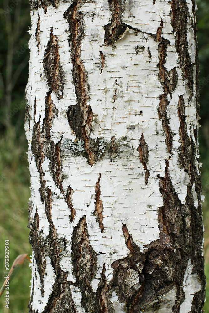 pattern of birch bark with black birch stripes on white birch bark and with wooden birch bark texture. pattern of birch bark with black birch stripes on white birch bark and with wooden birch bark texture.