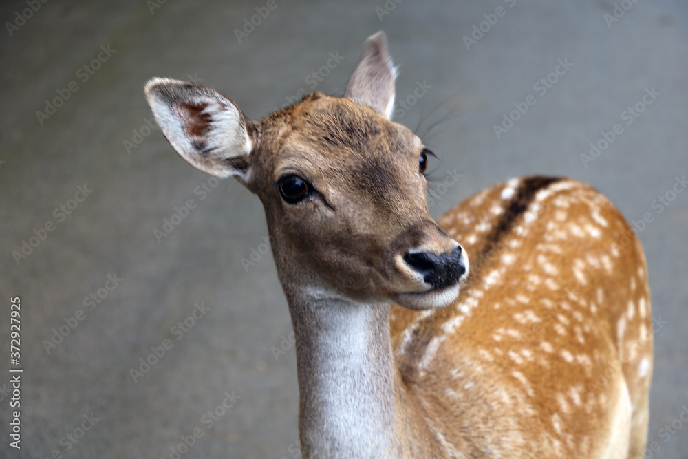 Close-up of a young sika deer. Selective focus. Close-up of a young sika deer. Selective focus.
