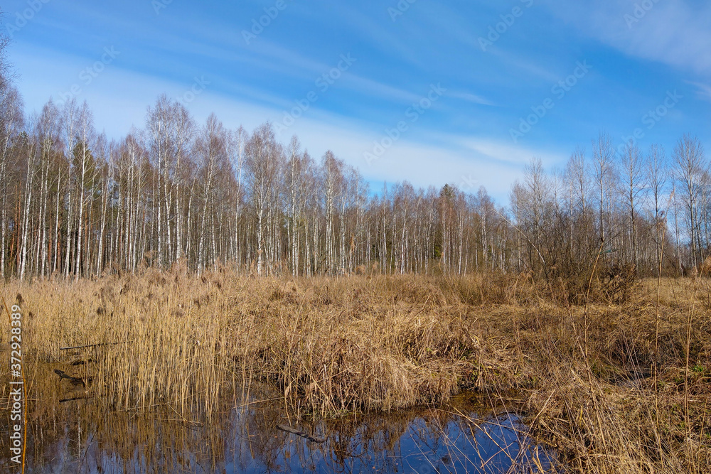 View of a small swamp in autumn.