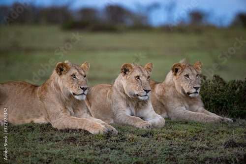 Three lion brothers at Olare Motorogi Conservatory, Kenya.