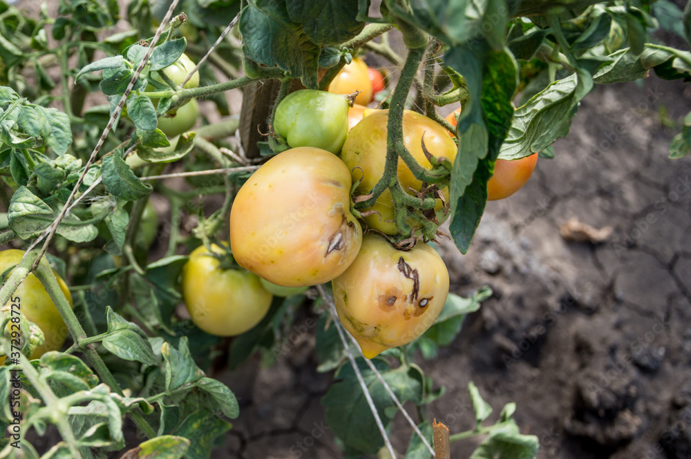 Disease of tomatoes. Spoiled tomatoes hang on a Bush. Disease of tomatoes. Spoiled tomatoes hang on a Bush.