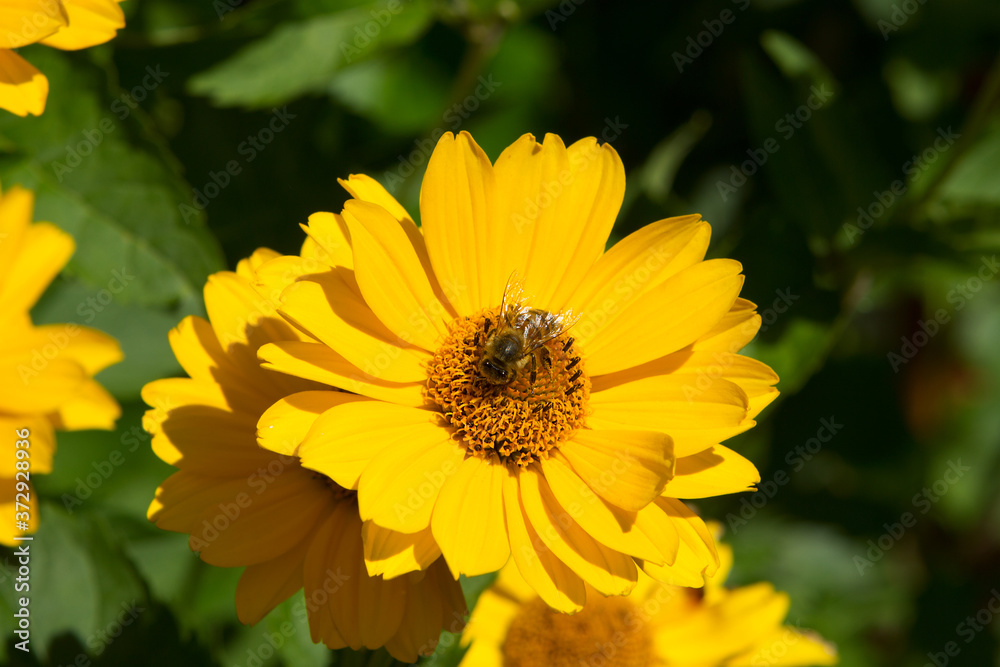 A bee collects honey nectar on a yellow chamomile flower. A bee collects honey nectar on a yellow chamomile flower.
