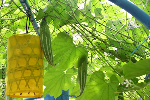 Top, leaves, flowers and fruits of snake gourd. photo