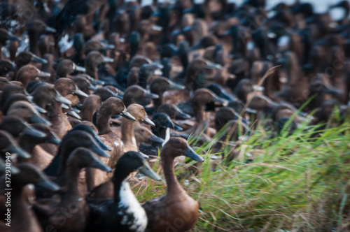 duck and ducklings © Tongsai Tongjan