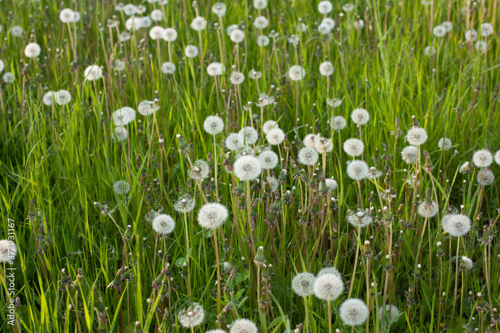 Dandelion officinale (Taraxacum officinale), white ripened seeds, selective focus.