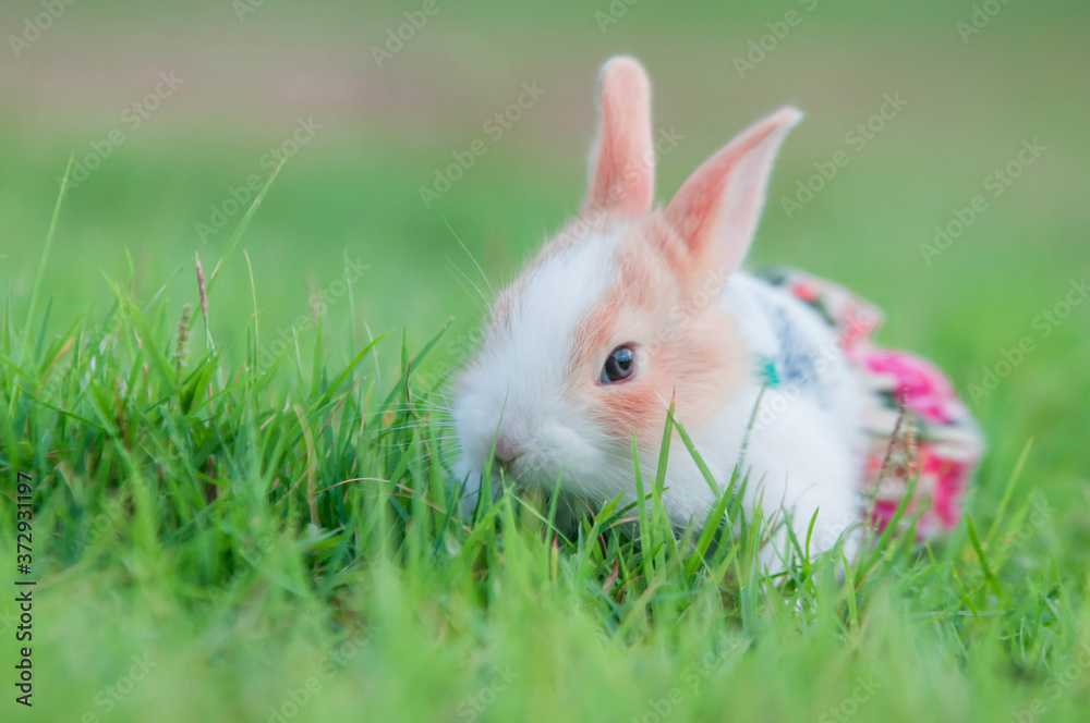 rabbit on grass rabbit on grass