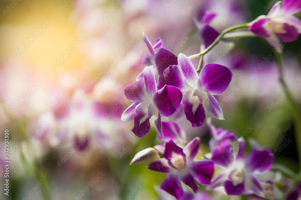 Obraz premium lilac flowers in the garden