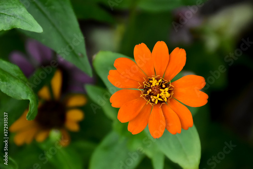 Orange zinnia flowers with natural colour background.