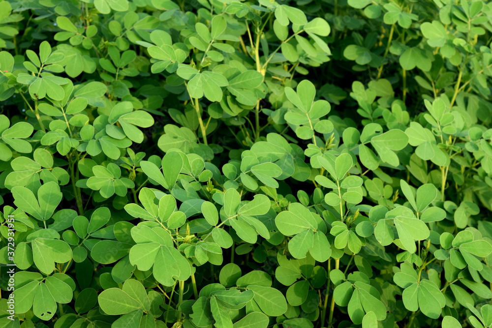Beautiful green leaves pattern and textures in nature. South Asian nature's imagination . Beautiful green leaves pattern and textures in nature. South Asian nature's imagination .