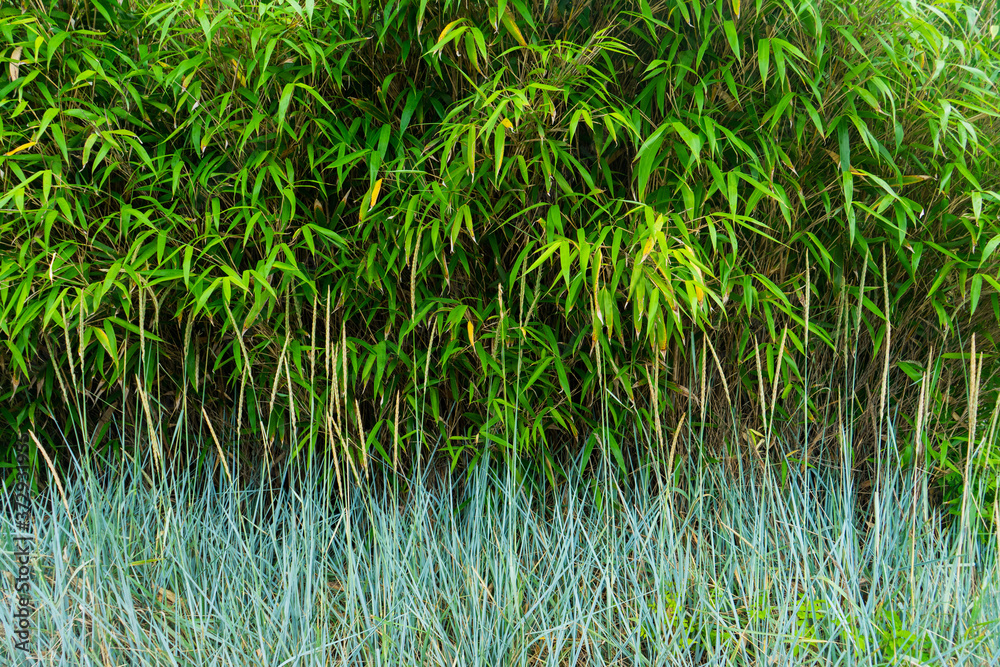 Fototapeta premium Green leafy texture with gradient of bluish, green plants