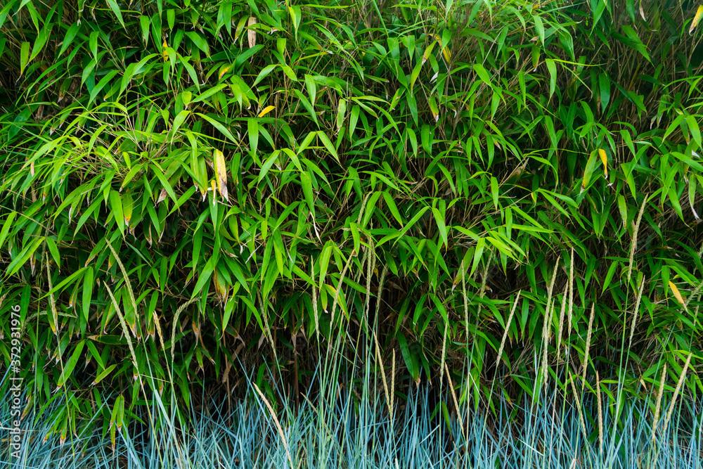 Fototapeta premium Oriental plant textures, bamboo, sprouts, and leafy growth background
