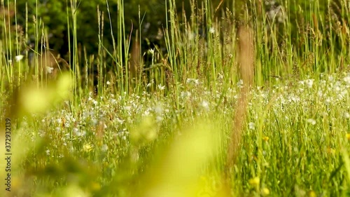 Wild flowers in summer time on field footage