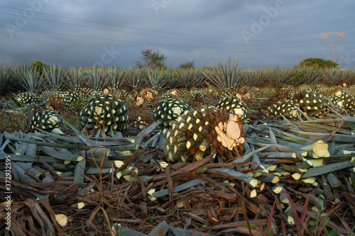 Schilderij op canvas En el campo hay muchas plantas de agave recortadas o jimadas.