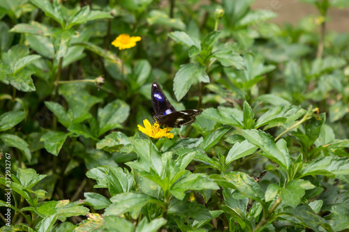 butterfly insect and Yellow Singapore daisy flower photo