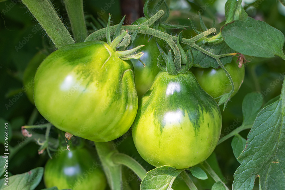 Green Tomatoes in a garden close up
