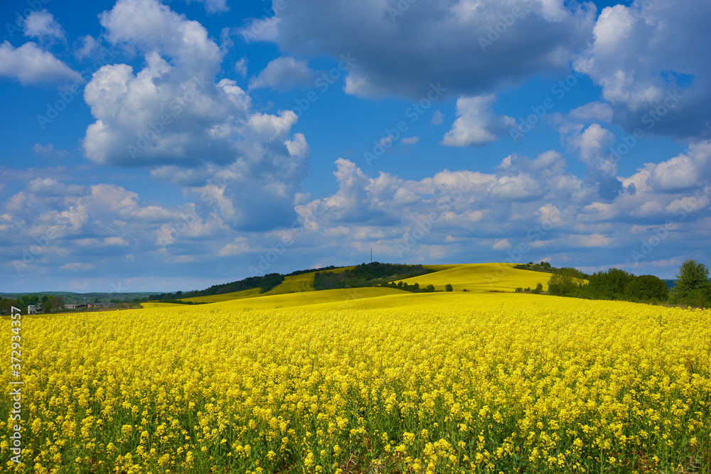 rapeseed field on the mountain,beautiful landscape of yellow rapeseed field with clouds on blue sky rapeseed field on the mountain,beautiful landscape of yellow rapeseed field with clouds on blue sky