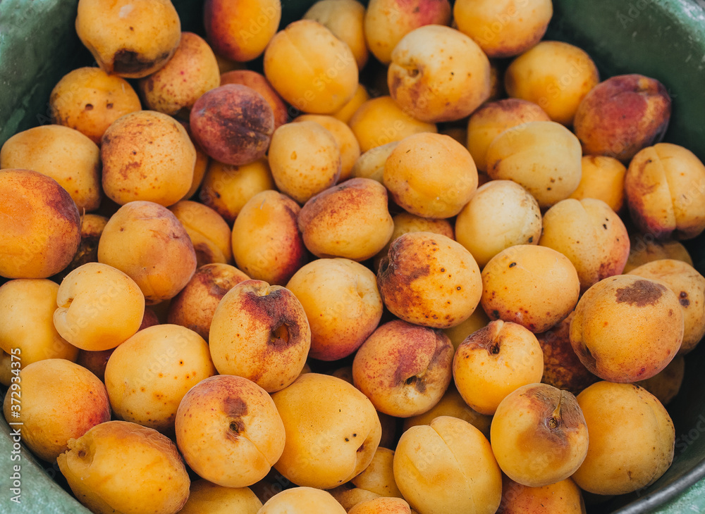 Lots of orange, yellow ripe apricots in a plastic bucket, top view. Excellent, good fruit harvest. Lots of orange, yellow ripe apricots in a plastic bucket, top view. Excellent, good fruit harvest.