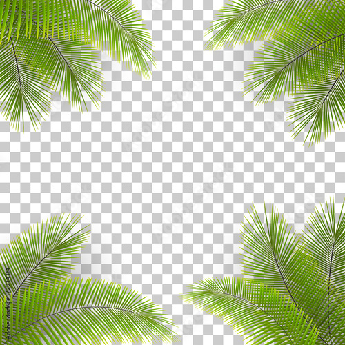 Vector palm tree leaves in the corners on transparent backfround. Tropical background. Coconut leaves frame.