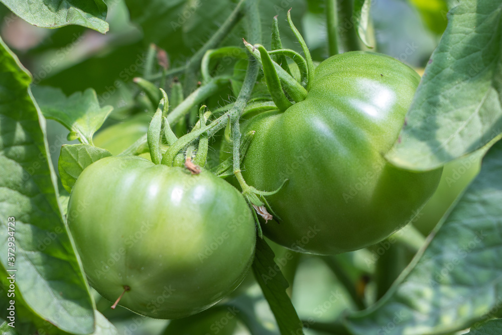 Green Tomatoes in a garden close up