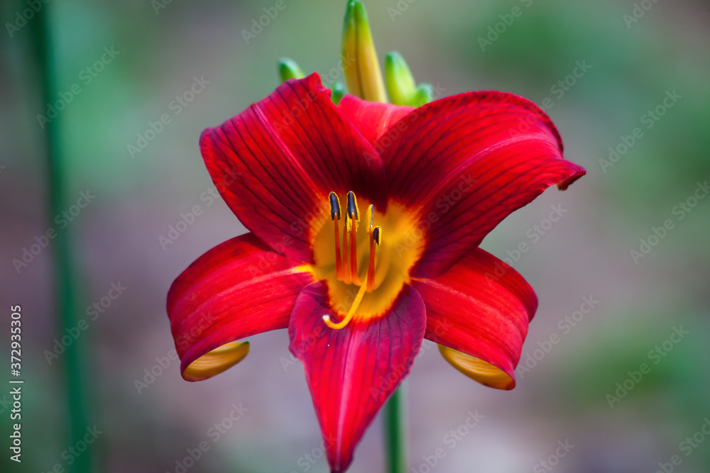 Fototapeta premium Hot Red Lily in the garden