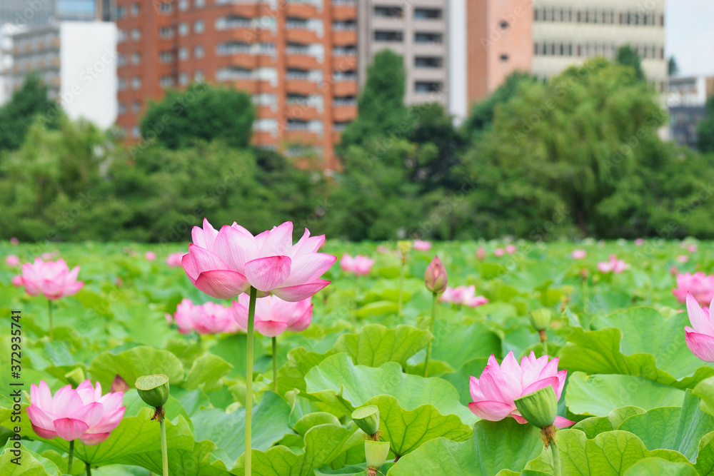 東京 上野 不忍池の美しい蓮の花と高層ビル　コピースペースあり（東京都） Tokyo Ueno Beautiful lotus flowers and skyscrapers at Shinobazu Pond with copy space (Tokyo, Japan)
