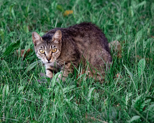 Cautious cat in the grass