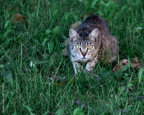 Cautious cat in the grass