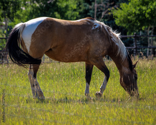 brown and white horse 