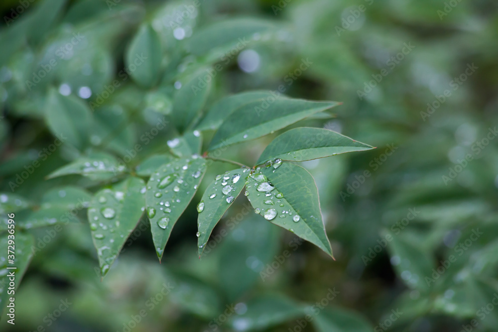 Morning dew on leaves Morning dew on leaves