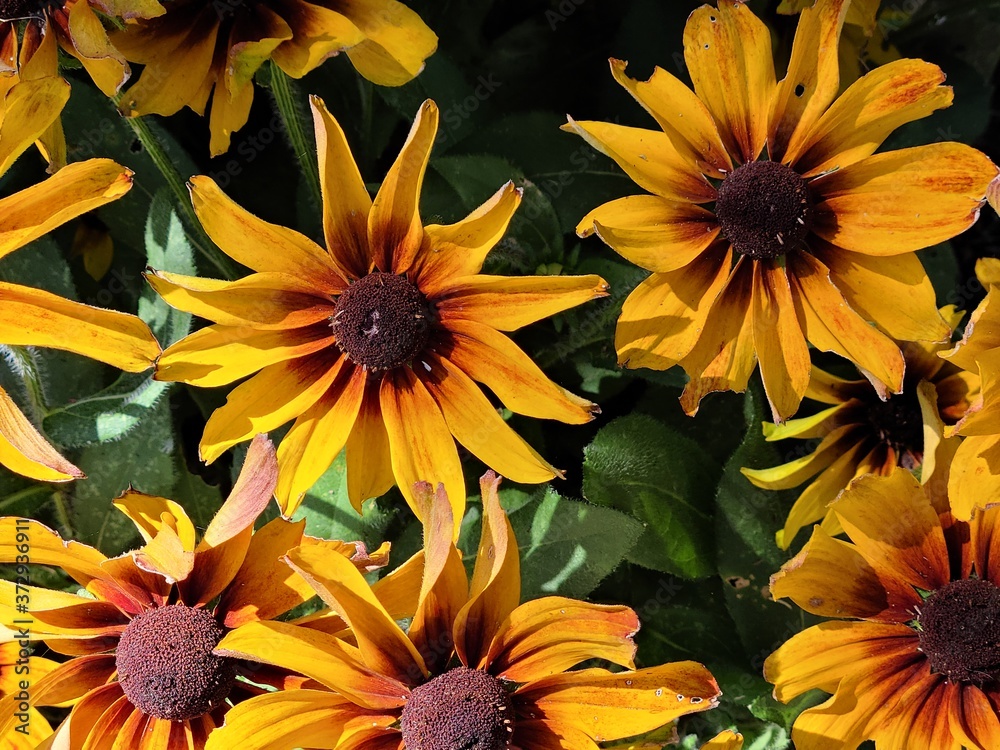 yellow flowers in the garden yellow flowers in the garden