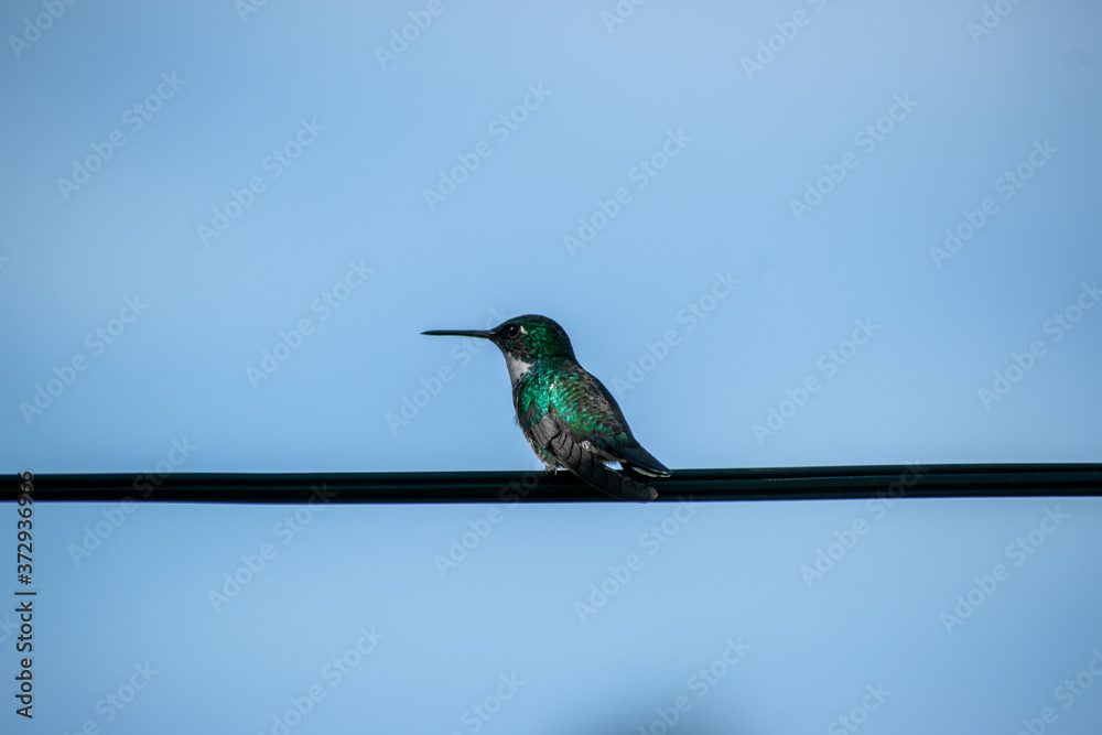 Fototapeta premium Koliber pozuje na drucie