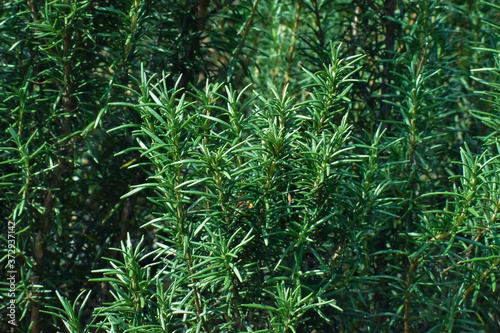Abundant rosemary in a garden. Green aromatic herb with thick foliage used as a condiment.