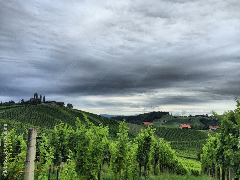 vineyard in summer under stormy sky