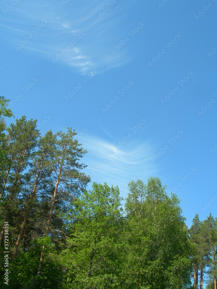 A beautiful landscape with a bright blue sky with white cirrus clouds and tops of green trees. An atmosphere of freshness. Natural landscape with pine forest.