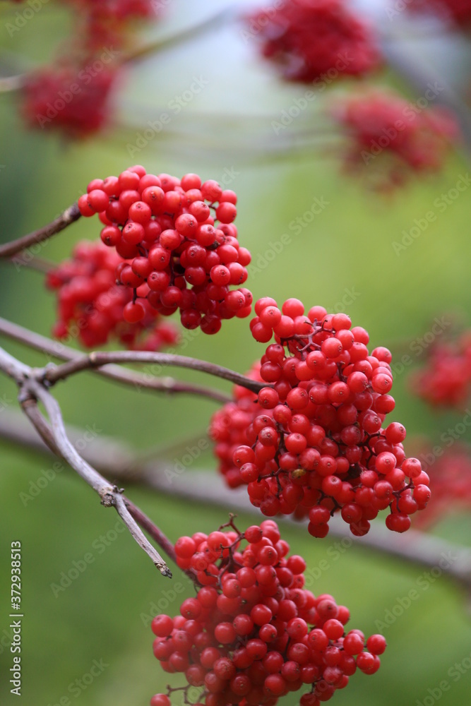Red berry. Freshness and color-filled image of red elderberry brushes on a blurred green background. Beautiful summer nature landscape. Bright red berries. Rural landscape.