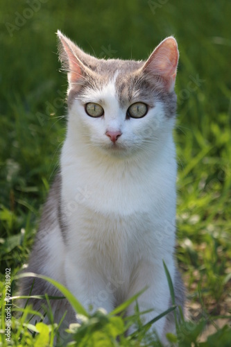 Portrait of a beautiful gray and white cat with expressive green eyes. A cute cat on a summer day sits in the grass in the garden on a green background and looks thoughtfully into the distance.