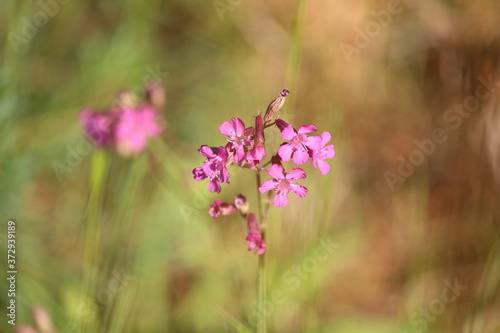 Beautiful inflorescences of flower Viscaria vulgaris with pink petals on a sunny meadow in a summer day on a blurred green background. Pink wildflowers close up. Summer floral landscape.