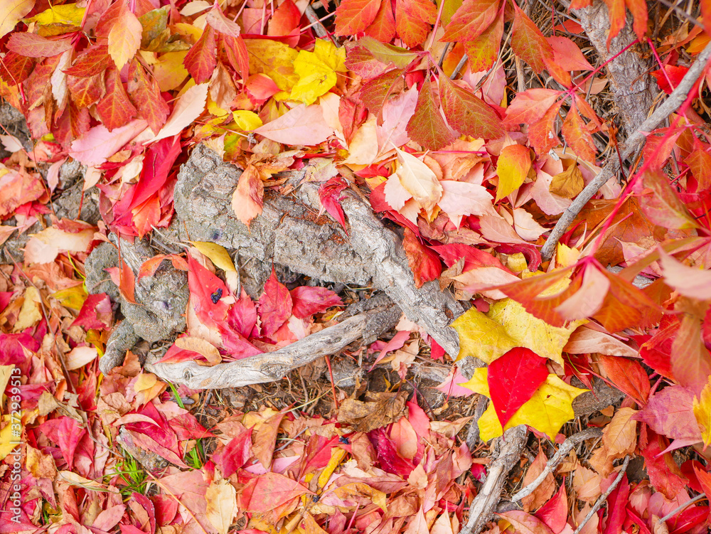 tree roots on yellow-red foliage