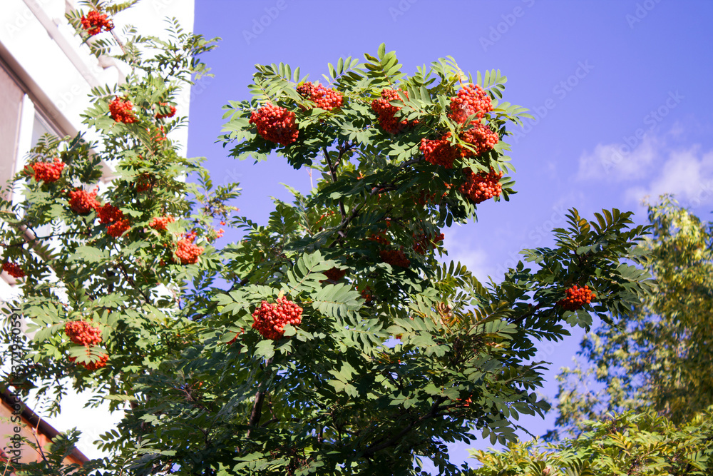  red rowan tree in the sky