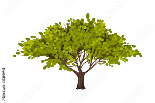 Green Tree as Perennial Plant with Trunk  Branches and Leaves Vector Illustration