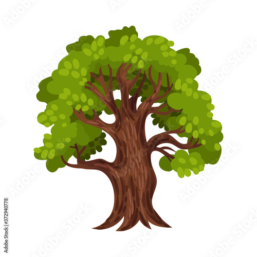 Green Tree as Perennial Plant with Trunk, Branches and Leaves Vector Illustration