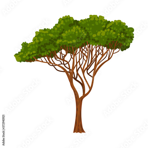 Green Tree as Perennial Plant with Trunk, Branches and Leaves Vector Illustration
