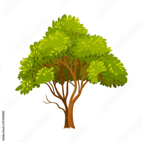 Green Tree as Perennial Plant with Trunk, Branches and Leaves Vector Illustration